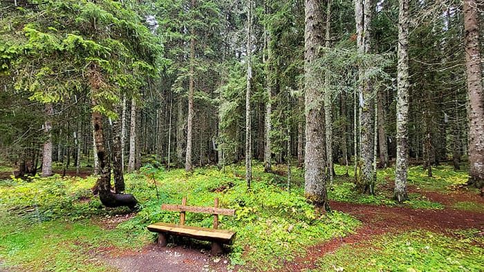Image of a bench surrounded by green trees in Durmitor National Park