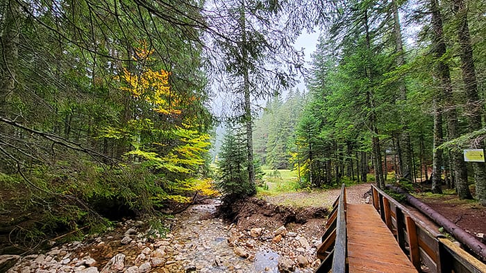Image of a bridge and hiking trail surrounded by trees in Durmitor National Park in Montenegro