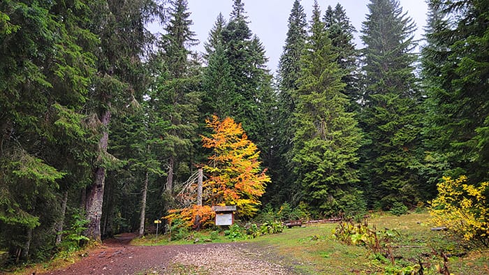 image of a tree with yellow fall leaves surrounded by pine trees